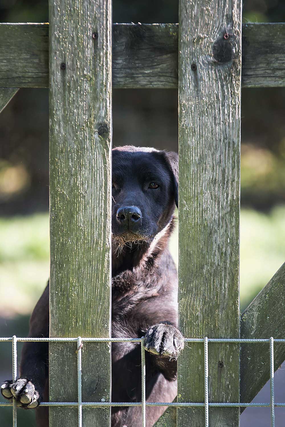 Allevamento Labrador