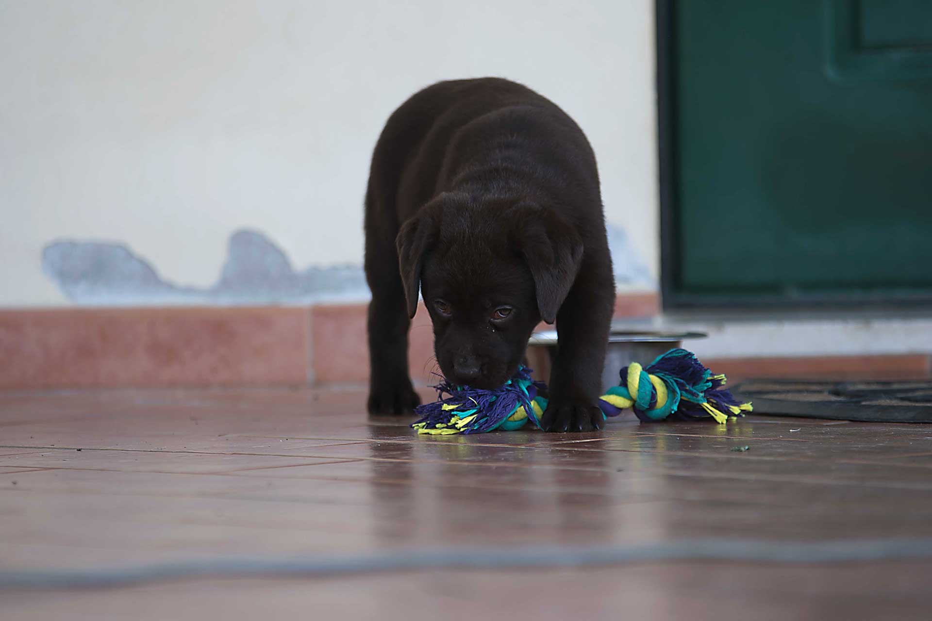 Allevamento Labrador