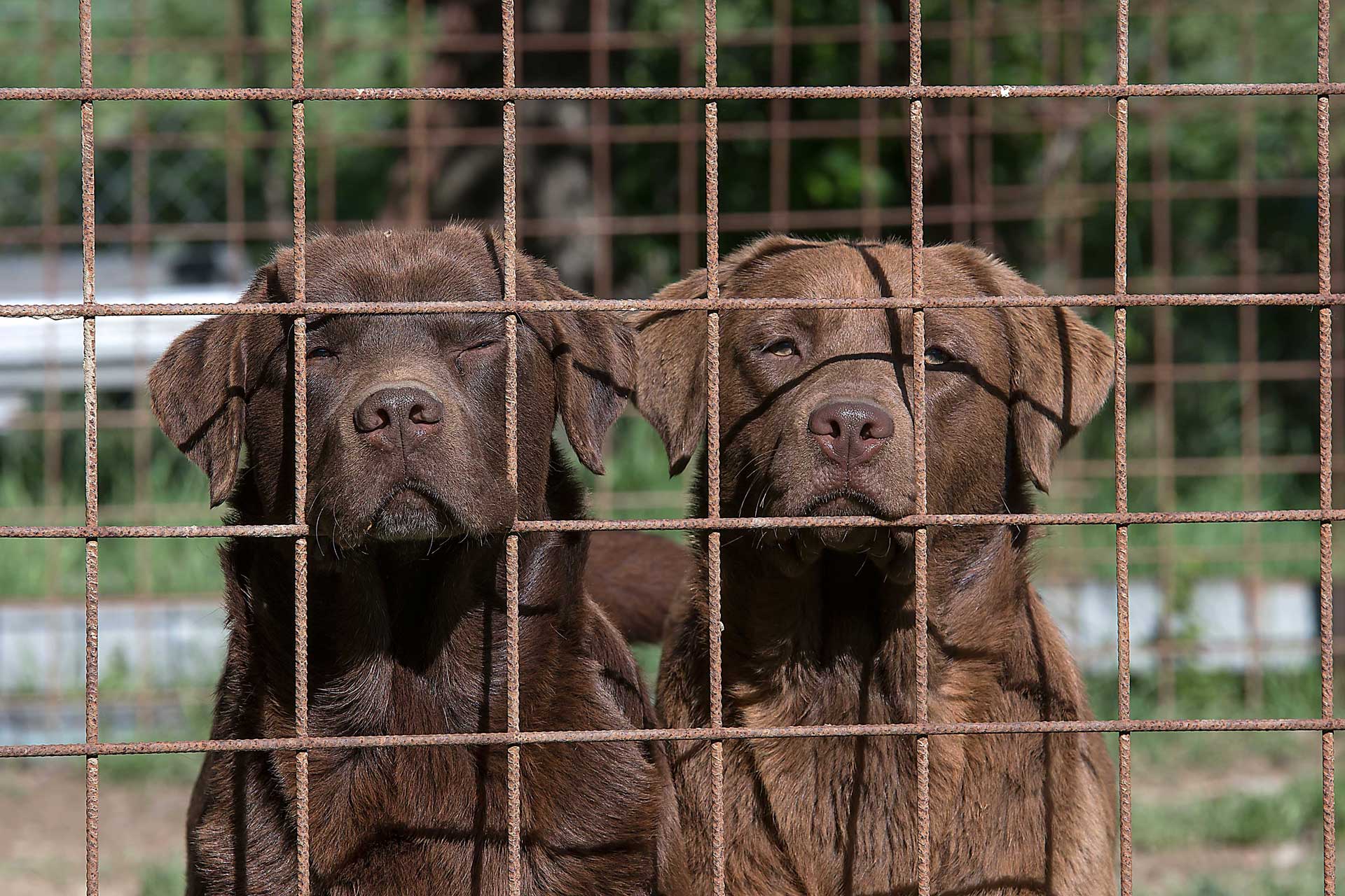 Allevamento Labrador